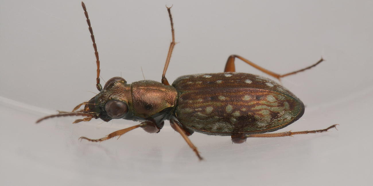 Carabidae: Asaphidion pallipes? S.